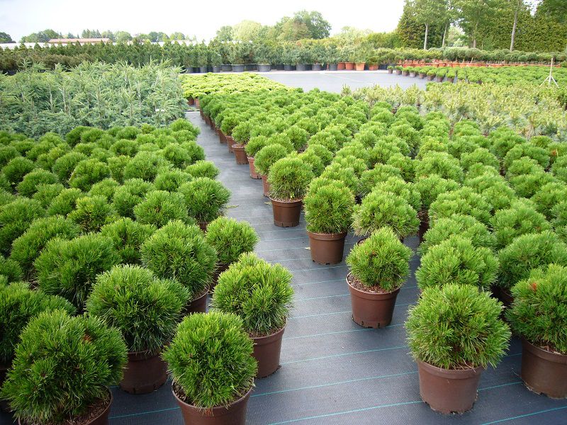 Koniferen Borchers Baumschulen Gerhard Borchers Pflanzenhandels GmbH